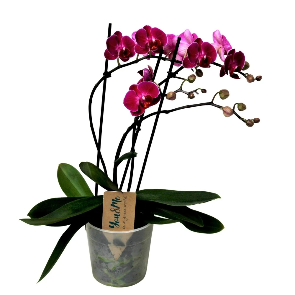 Phalaenopsis Multiflora - Orchidée Pourpre - Pot 12cm - Hauteur 35-45cm 3 Phalaenopsis Multiflora - Orchidée Pourpre - Pot 12cm - Hauteur 35-45cm