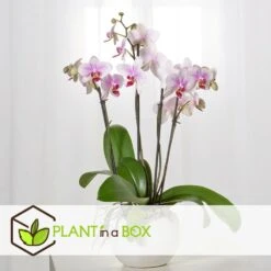 Phalaenopsis Multiflora - Orchidée Rose - Pot 12cm - Hauteur 35-45cm -Einhell Boutique 6426d60b6b23d5.44197038