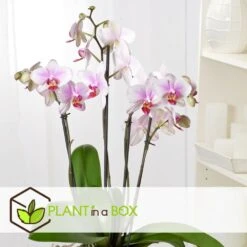 Phalaenopsis Multiflora - Orchidée Rose - Pot 12cm - Hauteur 35-45cm -Einhell Boutique 6426d60b77b9a2.00287060