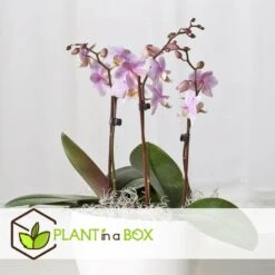 Phalaenopsis Multiflora - Orchidée Rose - Pot 12cm - Hauteur 35-45cm -Einhell Boutique 6426d60b7c21f4.26692168