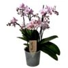 Phalaenopsis Multiflora - Orchidée Rose - Pot 12cm - Hauteur 35-45cm -Einhell Boutique 6426d60b804462.14222558