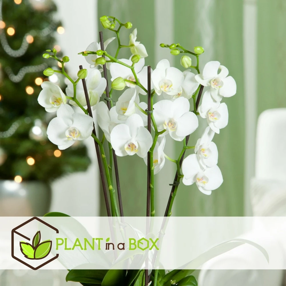 Phalaenopsis Multiflora - Orchidée Blanc - Pot 12cm - Hauteur 35-45cm 5 Phalaenopsis Multiflora - Orchidée Blanc - Pot 12cm - Hauteur 35-45cm – Image 3