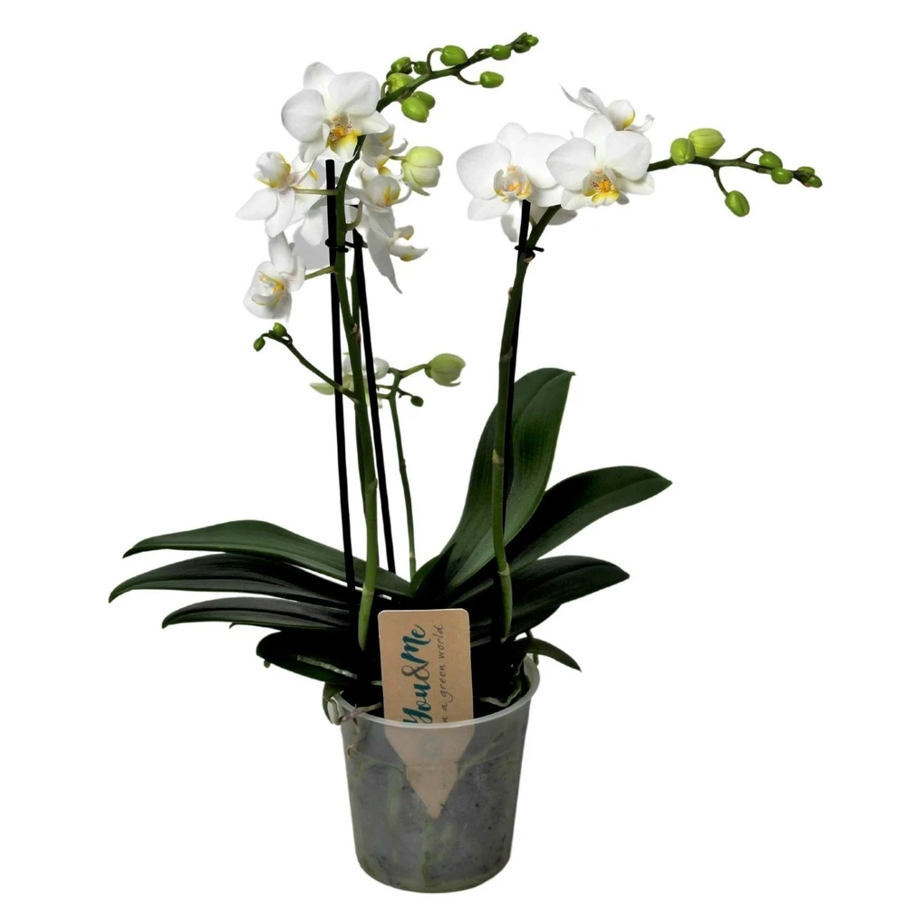 Phalaenopsis Multiflora - Orchidée Blanc - Pot 12cm - Hauteur 35-45cm 3 Phalaenopsis Multiflora - Orchidée Blanc - Pot 12cm - Hauteur 35-45cm