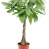 Pachira Aquatica - "money Tree" - Pot 17cm - Hauteur 60-70cm 2 Pachira Aquatica - "money Tree" - Pot 17cm - Hauteur 60-70cm -Einhell Boutique 6426d6111f6211.00785994