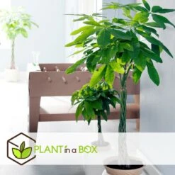 Pachira Aquatica - "money Tree" - Pot 17cm - Hauteur 60-70cm -Einhell Boutique 6426d61134eda5.40007499