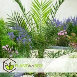 Phoenix Canariensis - Palmier Dattier - Pot 19cm - Hauteur 80-100cm 9 Phoenix Canariensis - Palmier Dattier - Pot 19cm - Hauteur 80-100cm -Einhell Boutique 6426d611c285a5.96605163