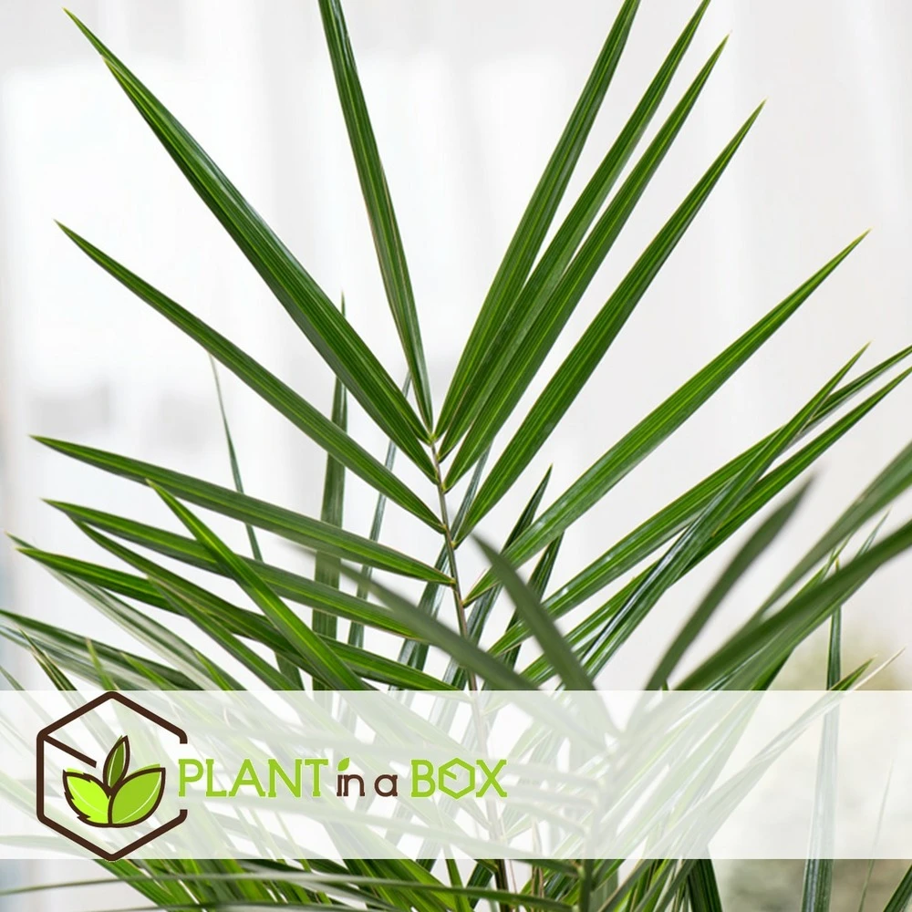 Phoenix Canariensis - Palmier Dattier - Pot 19cm - Hauteur 80-100cm 5 Phoenix Canariensis - Palmier Dattier - Pot 19cm - Hauteur 80-100cm – Image 3