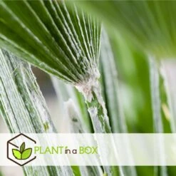 Chamaerops Humilis - Set De 2 - Palmier - Pot 15cm - Hauteur 50-60cm -Einhell Boutique 6426d61279d5a9.65125664