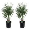 Chamaerops Humilis - Set De 2 - Palmier - Pot 15cm - Hauteur 50-60cm -Einhell Boutique 6426d61287fa73.58893329