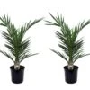 Phoenix Canariensis - Set De 2 - Palmier Dattier - Pot 15cm - Hauteur 50-60cm 1 Phoenix Canariensis - Set De 2 - Palmier Dattier - Pot 15cm - Hauteur 50-60cm -Einhell Boutique 6426d6132ec959.98090678
