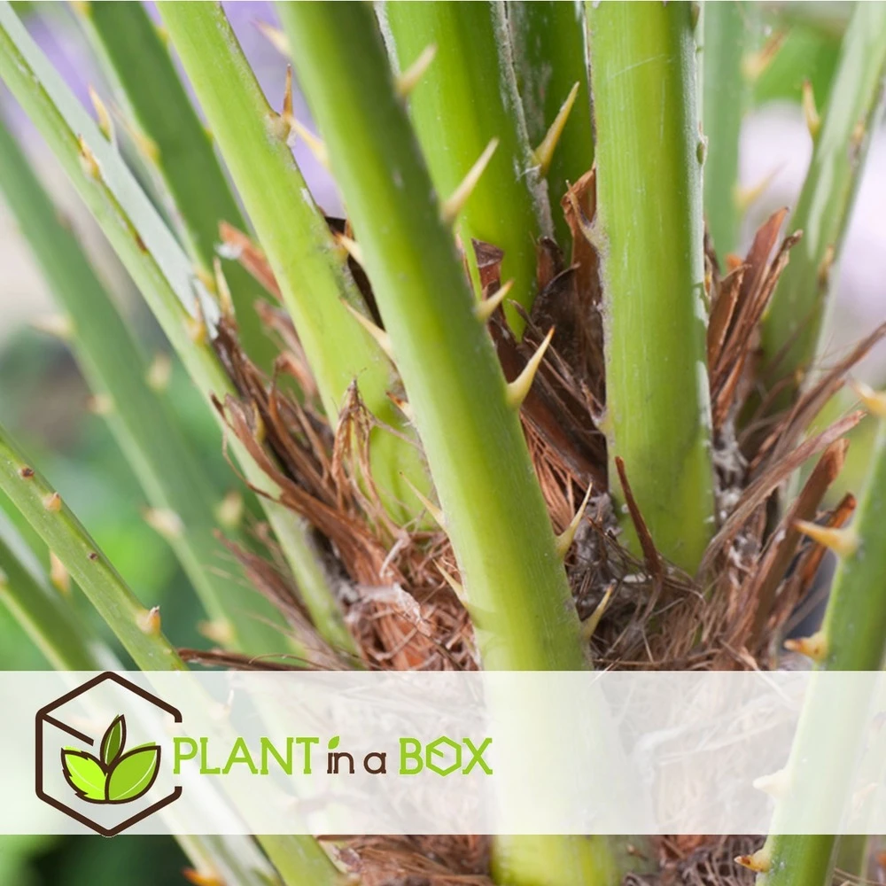 Chamaerops Humilis - Palmier Nain Européen - Pot 15cm - Hauteur 50-60cm 4 Chamaerops Humilis - Palmier Nain Européen - Pot 15cm - Hauteur 50-60cm – Image 2