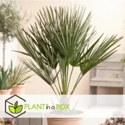 Chamaerops Humilis - Palmier Nain Européen - Pot 15cm - Hauteur 50-60cm 8 Chamaerops Humilis - Palmier Nain Européen - Pot 15cm - Hauteur 50-60cm -Einhell Boutique 6426d614684af9.65579280
