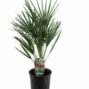Chamaerops Humilis - Palmier Nain Européen - Pot 15cm - Hauteur 50-60cm -Einhell Boutique 6426d6146e4700.02204885