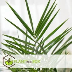 Phoenix Canariensis - Set De 4 - Palmier Dattier - Pot 15cm - Hauteur 50-60cm -Einhell Boutique 6426d614f24c14.99302347