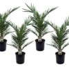 Phoenix Canariensis - Set De 4 - Palmier Dattier - Pot 15cm - Hauteur 50-60cm 1 Phoenix Canariensis - Set De 4 - Palmier Dattier - Pot 15cm - Hauteur 50-60cm -Einhell Boutique 6426d61516ae60.45818653