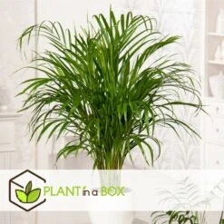 Dypsis Lutescens - Areca Gold Palm - Pot 17cm - Hauteur 60-70cm 9 Dypsis Lutescens - Areca Gold Palm - Pot 17cm - Hauteur 60-70cm -Einhell Boutique 6426d615b08ea6.01521839