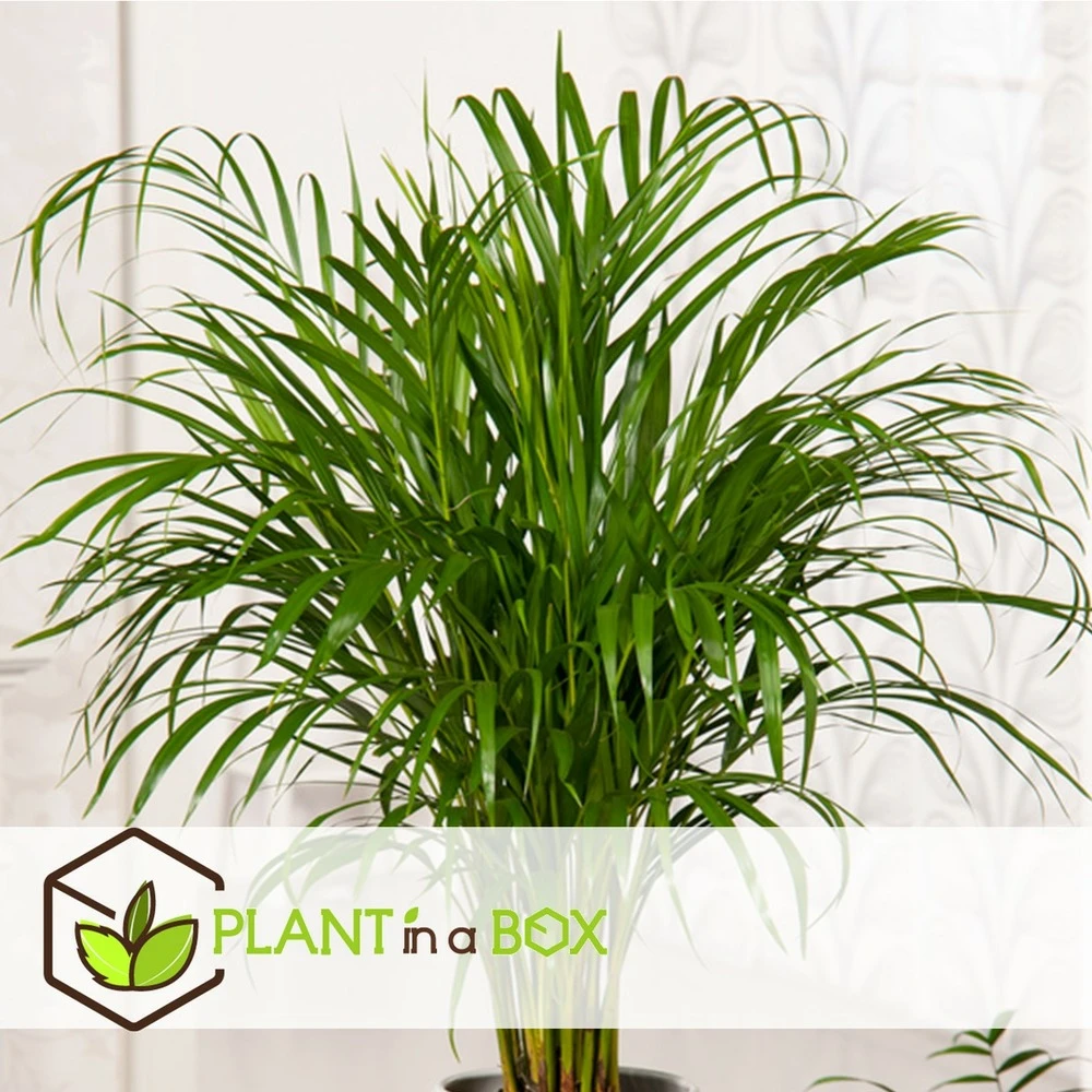 Dypsis Lutescens - Areca Gold Palm - Pot 17cm - Hauteur 60-70cm 5 Dypsis Lutescens - Areca Gold Palm - Pot 17cm - Hauteur 60-70cm – Image 3