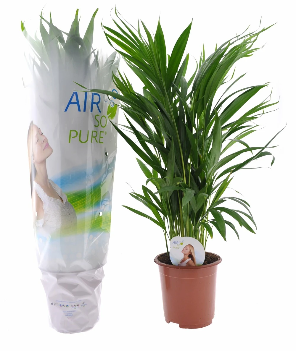 Dypsis Lutescens - Areca Gold Palm - Pot 17cm - Hauteur 60-70cm 3 Dypsis Lutescens - Areca Gold Palm - Pot 17cm - Hauteur 60-70cm