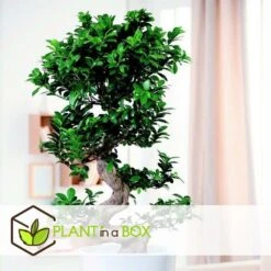 Ficus Ginseng S-shape - Japonaise Bonsai - Pot 20cm - Hauteur 55-65cm -Einhell Boutique 6426d635491757.30711161