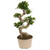Ficus Ginseng S-shape - Japonaise Bonsai - Pot 20cm - Hauteur 55-65cm -Einhell Boutique 6426d635584568.95618391