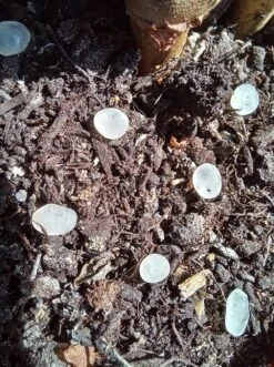 Nématodes Mouches Des Terreaux En Micro-capsules Par 200 -Einhell Boutique 644181f5d4dc33.09973681