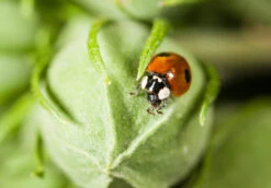 100 Coccinelles Adultes Anti-pucerons - Coccifly -Einhell Boutique 644c0d72c14707.39014400