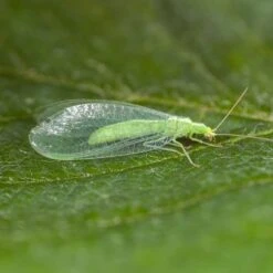 100 Larves Chrysopes Anti-pucerons, Cochenilles Et Acariens -Einhell Boutique 644c0d767616b9.39860901