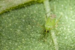 80 Larves Calpop -Einhell Boutique 644c0d7810f161.94952608