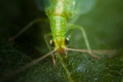 Chrysope 300 Oeufs -Einhell Boutique 644c0d80415e41.87891519