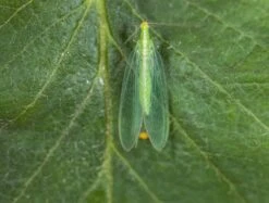 Chrysope 300 Oeufs -Einhell Boutique 644c0d804700c6.01347131