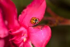 250 Larves Coccinelles Anti-puceron - Coccilaure 7 250 Larves Coccinelles Anti-puceron - Coccilaure -Einhell Boutique 644c0d81a15936.77407627