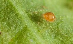 500 Acariens Phytoseiulus -Einhell Boutique 644c0d831c3e77.72865186