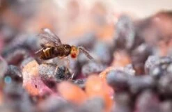 Tricholine Jardins Chenilles Du Potager -Einhell Boutique 644c61a20a50d9.64633405