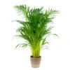 Dypsis Lutescens Incl. Panier Nea - Golden Palm - Facile D'entretien - ⌀21 Cm - ↕100-110 Cm -Einhell Boutique 6450ff67629539.31835992