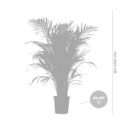 Dypsis Lutescens Incl. Panier Nea - Golden Palm - Facile D'entretien - ⌀21 Cm - ↕100-110 Cm -Einhell Boutique 6450ff678064b8.94608831