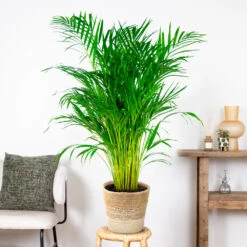 Dypsis Lutescens Incl. Panier Nea - Golden Palm - Facile D'entretien - ⌀21 Cm - ↕100-110 Cm -Einhell Boutique 6450ff678d22a6.50524054