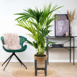 Howea Forsteriana Incl. Panier En Jute - Palmier Kentia - ⌀19 Cm - ↕90-100 Cm -Einhell Boutique 6450ff6ad42705.73721678