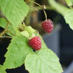 Framboisier 'heritage' - Rubus Idaeus 3l 7 Framboisier 'heritage' - Rubus Idaeus 3l -Einhell Boutique 6455137a95a402.80013422