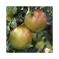 Pommier Cox Orange Pippin : Demi Tige Ctr 15 Litres 8 Pommier Cox Orange Pippin : Demi Tige Ctr 15 Litres -Einhell Boutique 64580 004