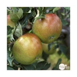 Pommier Cox Orange Pippin : Gobelet 3 Ans D'âg Ctr 12 Litres -Einhell Boutique 64581 005