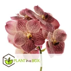 Vanda Leopard Coral - Orchidée Tropicale - Orchidée En Fleur - Hauteur 75-85cm -Einhell Boutique 64595220a23192.85406668