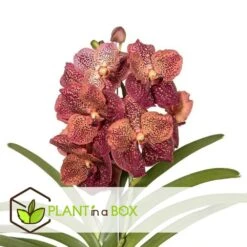 Vanda Leopard Coral - Orchidée Tropicale - Orchidée En Fleur - Hauteur 75-85cm -Einhell Boutique 64595220aba3b5.16105552