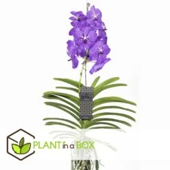 Vanda New Blue - Orchidée Tropicale - Magnifique Couleurs - Hauteur 50-60cm -Einhell Boutique 64595223977a18.64238423