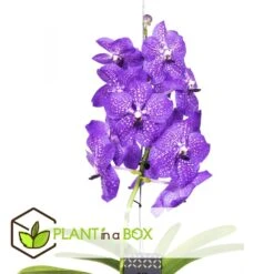 Vanda New Blue - Orchidée Tropicale - Magnifique Couleurs - Hauteur 50-60cm -Einhell Boutique 64595223a0b4b3.89119585