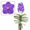 Vanda New Blue - Orchidée Tropicale - Magnifique Couleurs - Hauteur 50-60cm -Einhell Boutique 64595223a9f818.34110476