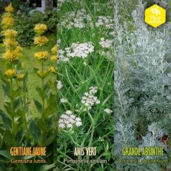 Coffret De Semences Médicinales Aromatique Apéritifs Régionaux -Einhell Boutique 645a39a750fff5.57002845