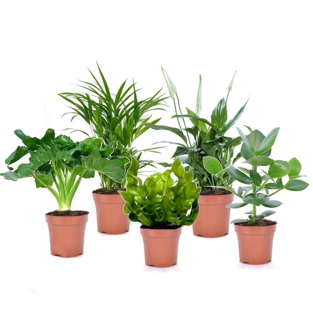 Plantes D'intérieur Purificatrices D'air - Mix De 5 - Pot 12cm - Hauteur 25-40cm 3 Plantes D'intérieur Purificatrices D'air - Mix De 5 - Pot 12cm - Hauteur 25-40cm
