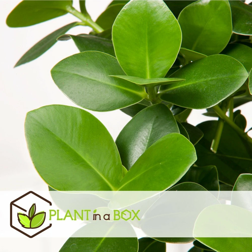 Plantes D'intérieur Purificatrices D'air - Mix De 5 - Pot 12cm - Hauteur 25-40cm 8 Plantes D'intérieur Purificatrices D'air - Mix De 5 - Pot 12cm - Hauteur 25-40cm – Image 6