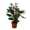 Fleur De Flamant Rose "purple Fiorino" Violet Anthurium Andreanum 14cm