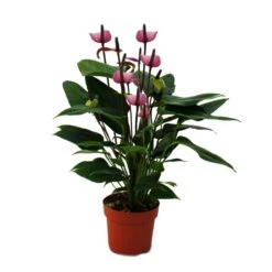 Fleur De Flamant Rose "purple Fiorino" Violet Anthurium Andreanum 14cm